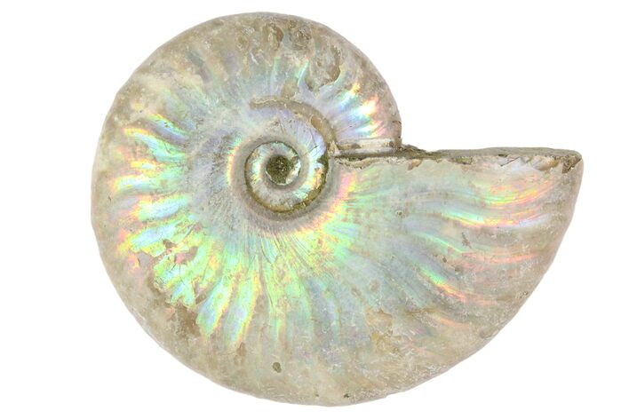 1 1/4" Silver Iridescent Ammonite Fossils - Photo 1